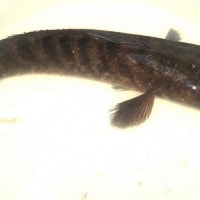 ikan gabus atau ikan haruan