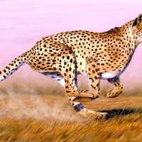 Fakta – Fakta Cheetah