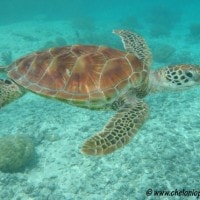 Penyu hijau dari pulau lemukutan