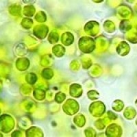 Mikroalga, Kekayaan Biodiversitas Indonesia yang Potensial sebagai Sumber Energi Alternatif