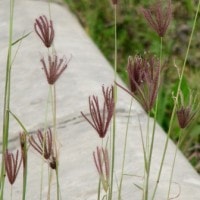 Rumput jarong