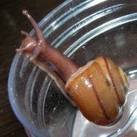 chloritis plena (photo liew)