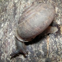 chloritis sibutuensis (photo liew)