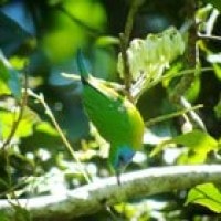 Cica-daun Sumatera