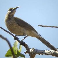 Cikukua timor