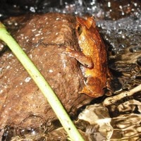 Katak Bertanduk