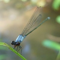 Pseudagrion pruinosum