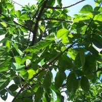 cincau