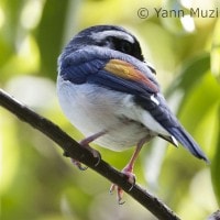 Ciu alis-putih / Blyth√¢‚Ç¨‚Ñ¢s Shrike-Babbler