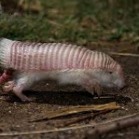 Armadillo Pink Fairy