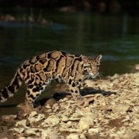 Macan Dahan