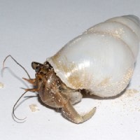 cochlostyla satyrus with hermit crab inside (photo koomen)