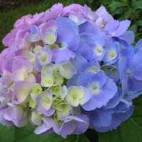Manipulasi Warna pada Bunga Pancawarna (Hydrangea macrophylla) melalui Pengaturan pH Tanah