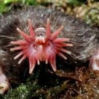 Tikus Mondok Hidung Bintang