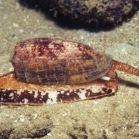 Siput Kerucut