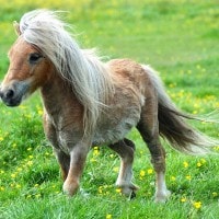 KUDA PONI