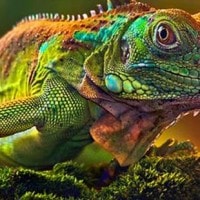 Kromatofor pada Gurita Pasifik