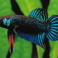 Ikan cupang