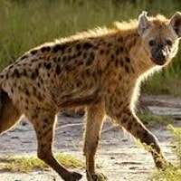 Hyena Tutul