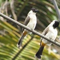 Cucak Kutilang