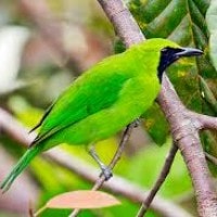 Burung Cucak Hijau (indonesia), cucak ijo (jawa)