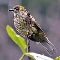 Cucak Mutiara