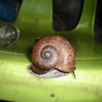 cyclophorus kinabaluensis (photo liew)