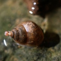 cyclotropis bedaliensis (photo koomen)
