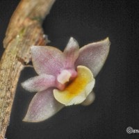 Dendrobium lobulatum