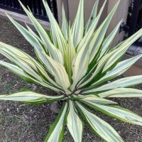 Variegata, si tumbuhan Albino