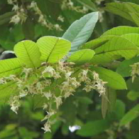 Damar Kaca