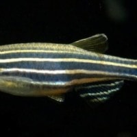 Ikan Zebra Danio