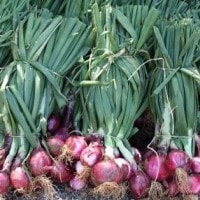 Daun Bawang