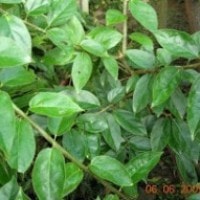 Daun Cincau Hijau