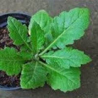 Daun dewa