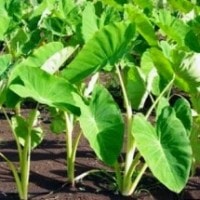 Talas (daun talas)