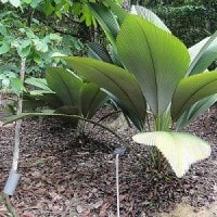 Daun payung / Daun raksasa