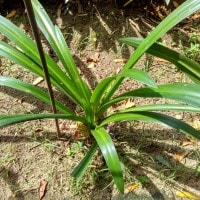 Daun Pandan