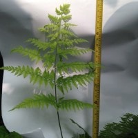 paku davallia denticulata