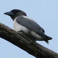 Kekep Sulawesi (Artamus monachus)