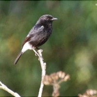 Decu Belang / Pied Bush-chat