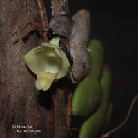 Anggrek Dendrobium leonis