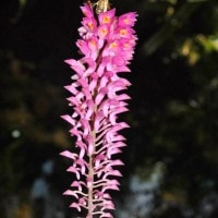 Dendrobium secundum