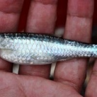 Ikan Depik