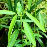 Rumput Menari