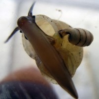 diaphera wilfordi (photo schilthuizen)
