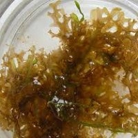 Dictyopteris sp