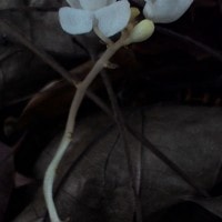 Leafless: Anggrek unik dan tetap cantik