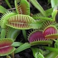 Perangkap lalat Venus