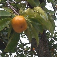 Kesemek